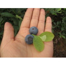 IQF Organic Blueberry Zl-1042 2